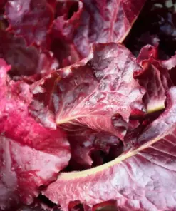 Red Leaf Lettuce Seeds - Heirloom, Non-GMO, High Yielding - Laxca Sativa - Image 1
