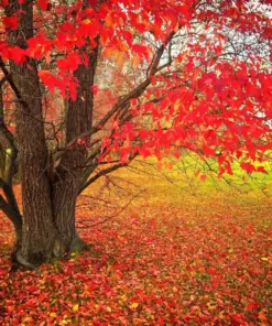Red Maple Tree Seeds - Fast Growing Acer rubrum - 25+ Seeds - Outdoor - Image 2