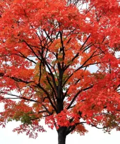 Red Maple Tree Seeds - Fast Growing Acer rubrum - 25+ Seeds - Outdoor - Image 3