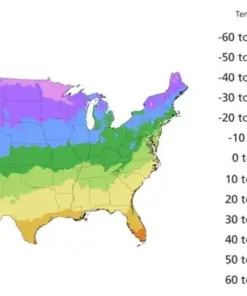 Red Maple Tree Seeds - Fast Growing Acer rubrum - 25+ Seeds - Outdoor - Image 5