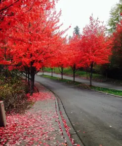 Red Maple Tree Seeds - Fast Growing Acer rubrum - 25+ Seeds - Outdoor - Image 1