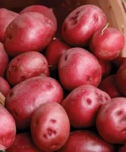 Red Pontiac Seed Potatoes - Red Potato Bulbs - 1000g - USDA Certified for Planting - Image 1