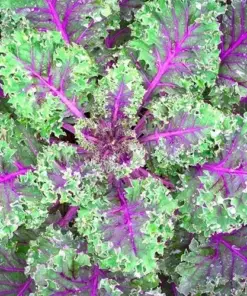 Red Russian Kale Seeds - Non-GMO Vegetable Seeds - Easy Grow Indoor/Outdoor - Image 1
