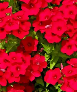 Red Scarlet Phlox Drummondii Flower Seeds - 100 Count - Annual - Outdoor - Image 1