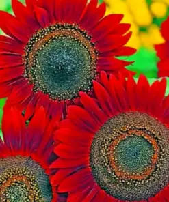 Red Sun Sunflower Seeds - Non-GMO Fresh Garden Seeds - 50 Count - Outdoor Planting - Image 2