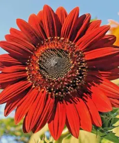 Red Sun Sunflower Seeds - Non-GMO Fresh Garden Seeds - 25 Seeds - Outdoor - Image 2