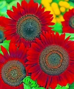 Red Sun Sunflower Seeds - Non-GMO Fresh Garden Seeds - 50 Count - Outdoor Planting - Image 3