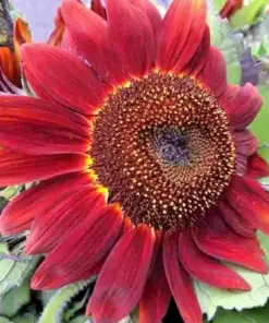 Red Sun Sunflower Seeds - Rare Tall Cut Flower - 75+ NON-GMO Heirloom - Outdoor USA - Image 2