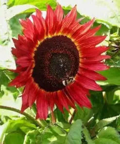 Red Sun Sunflower Seeds - Rare Tall Cut Flower - 75+ NON-GMO Heirloom - Outdoor USA - Image 3