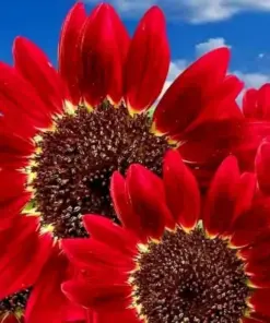 Red Sun Sunflower Seeds - Rare Tall Cut Flower - 75+ NON-GMO Heirloom - Outdoor USA - Image 1