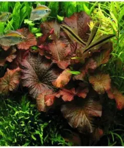 Red Tiger Lotus Water Lily Seeds - Easy Aquarium Plant Seeds - 3 Pcs - Indoor/Outdoor - Image 2