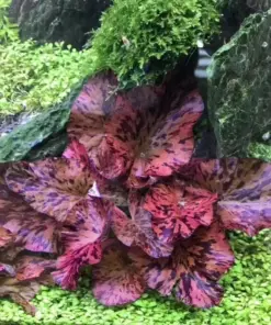 Red Tiger Lotus Water Lily Seeds - Easy Aquarium Plant Seeds - 3 Pcs - Indoor/Outdoor - Image 3