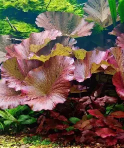 Red Tiger Lotus Water Lily Seeds - Easy Aquarium Plant Seeds - 3 Pcs - Indoor/Outdoor - Image 1