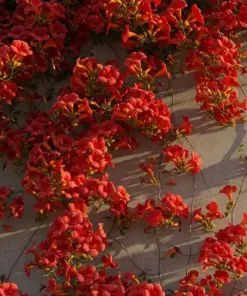 Red Trumpet Vine Seeds - Perennial Hummingbird Flower - Organic 12-Pack - Indoor/Outdoor - Image 2