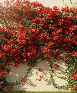 Red Trumpet Vine Seeds - Perennial Hummingbird Flower - Organic 12-Pack - Indoor/Outdoor - Image 3