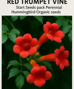 Red Trumpet Vine Seeds - Perennial Hummingbird Flower - Organic 12-Pack - Indoor/Outdoor - Image 1
