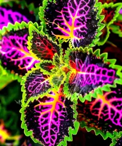 Rekwiat Coleus Rainbow Seeds - Colorful Solenostemon Scutellarioides - 25 Seeds - Multicolor Foliage - Image 5