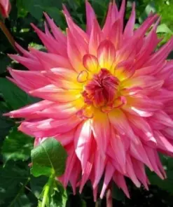 Ring of Fire Dahlia Seeds - Rare Perennial Flower Seeds - 20 Count - Outdoor - Image 2