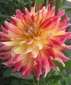 Ring of Fire Dahlia Seeds - Rare Perennial Flower Seeds - 20 Count - Outdoor - Image 3