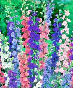 Rocket Larkspur Seeds - Delphinium Ajacis Annual Flower Seeds - 200+ Seeds - Attracts Hummingbirds, Full Sun to Partial Shade - Image 1