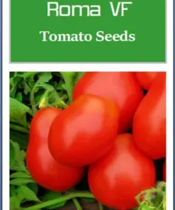 Roma VF Tomato Seeds - Heirloom, Non-GMO Vegetable Seeds - Easy Grow - Full Sun - Image 3
