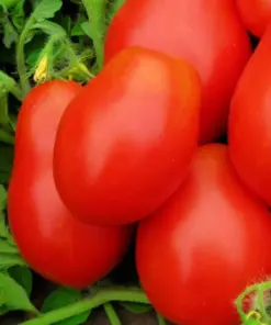 Roma VF Tomato Seeds - Heirloom, Non-GMO Vegetable Seeds - Easy Grow - Full Sun - Image 1