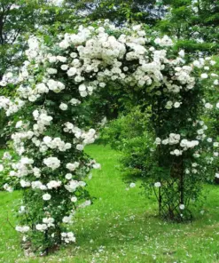 Rose Flower Seeds & Cuttings - Fresh Live Plant Options - 50+ Count - Indoor/Outdoor - Image 2