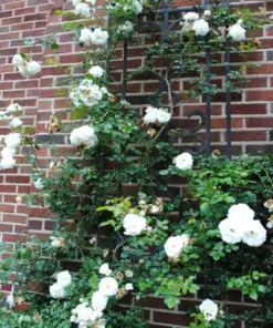 Rose Flower Seeds & Cuttings - Fresh Live Plant Options - 50+ Count - Indoor/Outdoor - Image 3