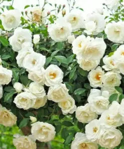 Rose Flower Seeds & Cuttings - Fresh Live Plant Options - 50+ Count - Indoor/Outdoor - Image 1