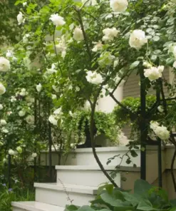 Rose Flower Seeds & Cuttings - Fresh Live Plant Options - 50+ Count - Indoor/Outdoor - Image 4