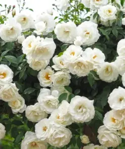 Rose Flower Seeds & Cuttings - Fresh Live Plant Options - 50+ Count - Indoor/Outdoor - Image 5