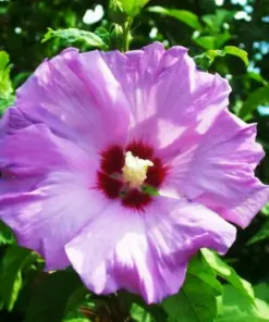 Rose of Sharon Hibiscus Seeds - Madagascar Moscheutos - 15+ Seed Pack - Indoor/Outdoor - Image 1