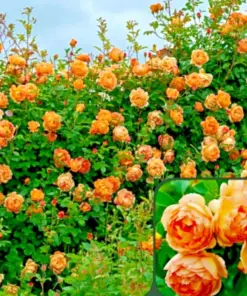 Rose Plant - Fresh Live Rose Seeds & Cuttings - Indoor/Outdoor Garden Plant - Image 1