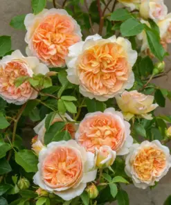 Rose Plant - Fresh Live Rose Seeds & Cuttings - Indoor/Outdoor Garden Plant - Image 2
