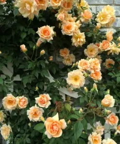 Rose Plant - Fresh Live Rose Seeds & Cuttings - Indoor/Outdoor Garden Plant - Image 3