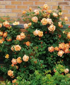 Rose Plant - Fresh Live Rose Seeds & Cuttings - Indoor/Outdoor Garden Plant - Image 4