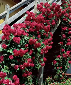 Rose Seeds & Cuttings - Live Plant Options - Indoor/Outdoor - USA Made - Image 2