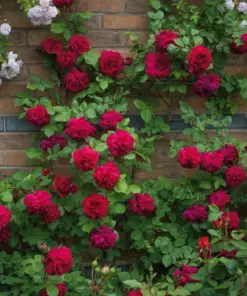 Rose Seeds & Cuttings - Live Plant Options - Indoor/Outdoor - USA Made - Image 3