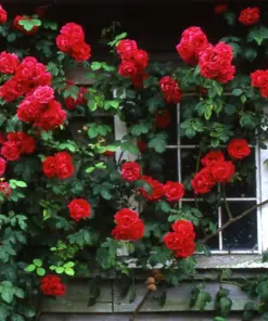 Rose Seeds & Cuttings - Live Plant Options - Indoor/Outdoor - USA Made - Image 5