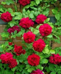 Rose Seeds & Cuttings - Live Plant Options - Indoor/Outdoor - USA Made - Image 1