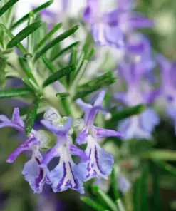 Rosemary Seeds - NON-GMO Heirloom Herb Seeds - 50+ Seeds - Outdoor/Indoor - Image 2