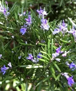 Rosemary Seeds - NON-GMO Heirloom Herb Seeds - 50+ Seeds - Outdoor/Indoor - Image 3