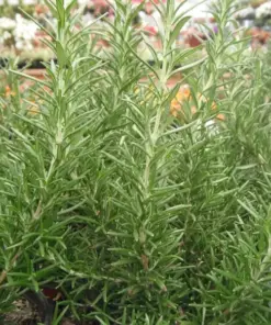 Rosemary Seeds - NON-GMO Heirloom Herb Seeds - 50+ Seeds - Outdoor/Indoor - Image 4