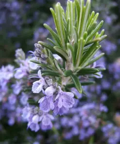 Rosemary Seeds - NON-GMO Heirloom Herb Seeds - 50+ Seeds - Outdoor/Indoor - Image 1