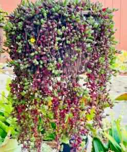 Ruby Necklace Succulent Seeds - Othonna Capensis - Hanging Succulent Plant Seeds - 100+ Seeds - Indoor/Outdoor - Image 2