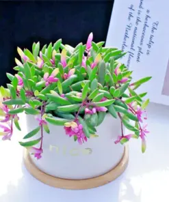Ruby Necklace Succulent Seeds - Othonna Capensis - Hanging Succulent Plant Seeds - 100+ Seeds - Indoor/Outdoor - Image 3