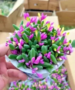 Ruby Necklace Succulent Seeds - Othonna Capensis - Hanging Succulent Plant Seeds - 100+ Seeds - Indoor/Outdoor - Image 1