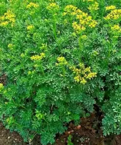 Rue Seeds - 300+ Heirloom Herb Seeds - Pest Repellent - Medicinal - Outdoor Plant - Image 2