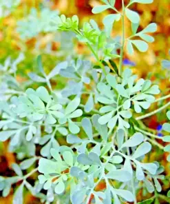 Rue Seeds - 300+ Heirloom Herb Seeds - Pest Repellent - Medicinal - Outdoor Plant - Image 1
