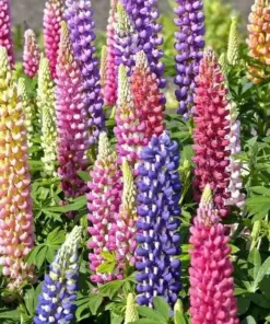 Russell Lupine Flower Seeds - Mixed Colors Perennial Garden - 50+ Seeds - Outdoor - Image 1